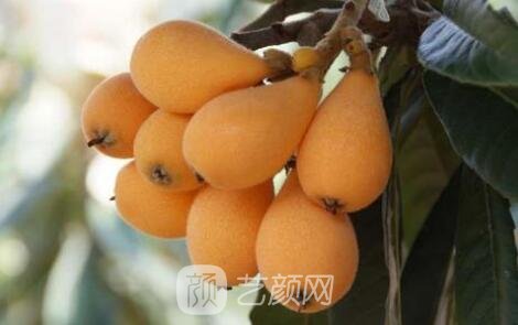 豐胸食物有什么?幾款特色美食營造幽美乳房