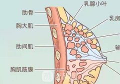 英捷爾法勒凝膠隆胸后遺